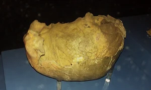 Gough's Cave skull potentially evidencing cannibalism jpg