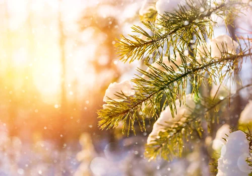 Zăpadă la munte - ninsoare - meteo -vremea FOTO Shutterstock 