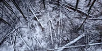 Fetele Albe Foto Daniel Guță ADEVĂRUL (3) JPG