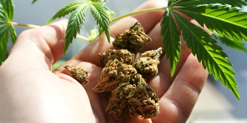 cannabis jpg