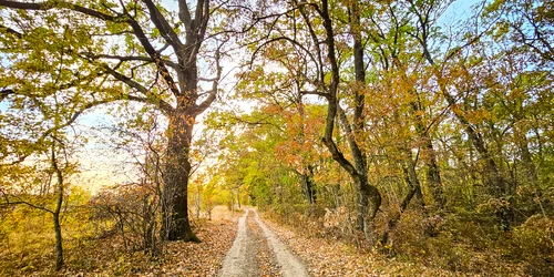 4 Padure din viitoarea Centura Verde Bucuresti Ilfov foto Alex Găvan centuraverde ro jpg