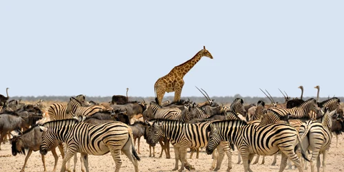 zebre foto pixabay jpg