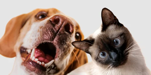 animale de companie freepik jpg