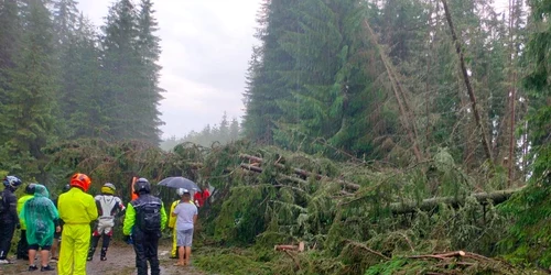 Copaci darâmați de vijelie pe Transalpina FOTO Meteoplus / Facebook