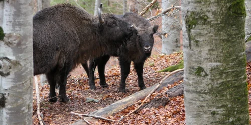 Zimbri Foto Adrian Idor (Fundația Conservation Carpathia) jpg