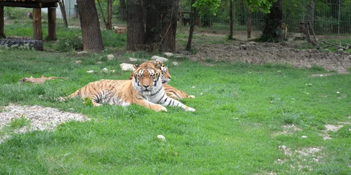 tigru zoo pitesti 02 foto Primaria Pitesti jpg
