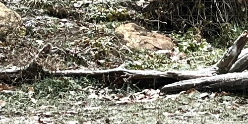 tigru zoo pitesti foto Primaria Pitesti jpg