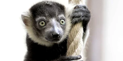 Un lemur nou născut stă agăţat pe o frânghie la grădina zoologică din Köln Germania FOTO EPA / Sascha Steinbach
