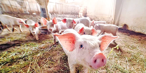porci 1 shutterstock 1042523482 jpg