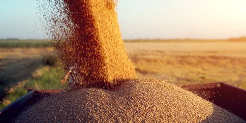 cereale grau agricultura productie agricola foto shutterstock