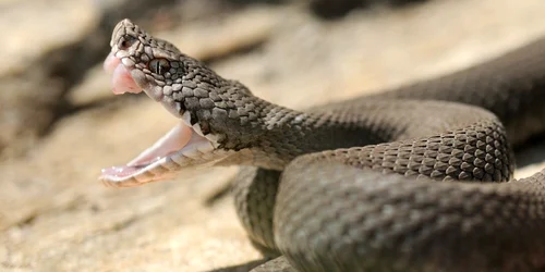 vipera jpg