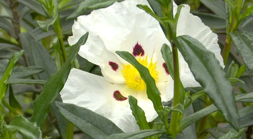 cistus png